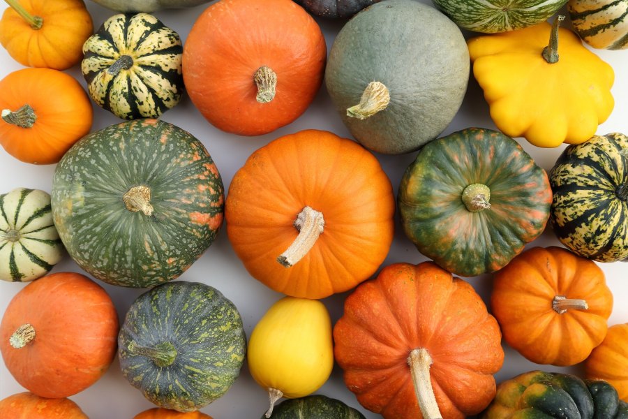 Zu den Bildungsmaterialien für den Herbst