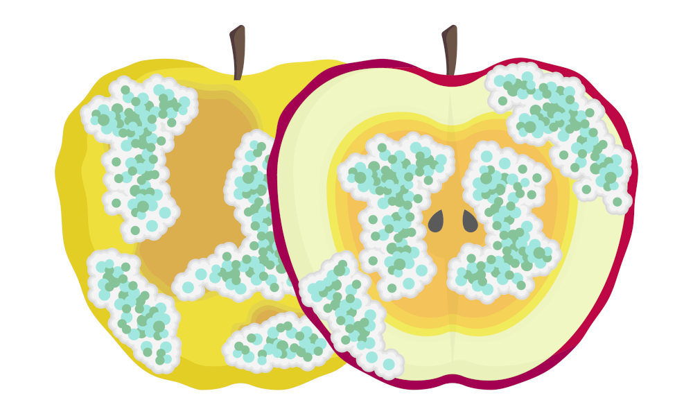apfel-schimmel-12948.jpg