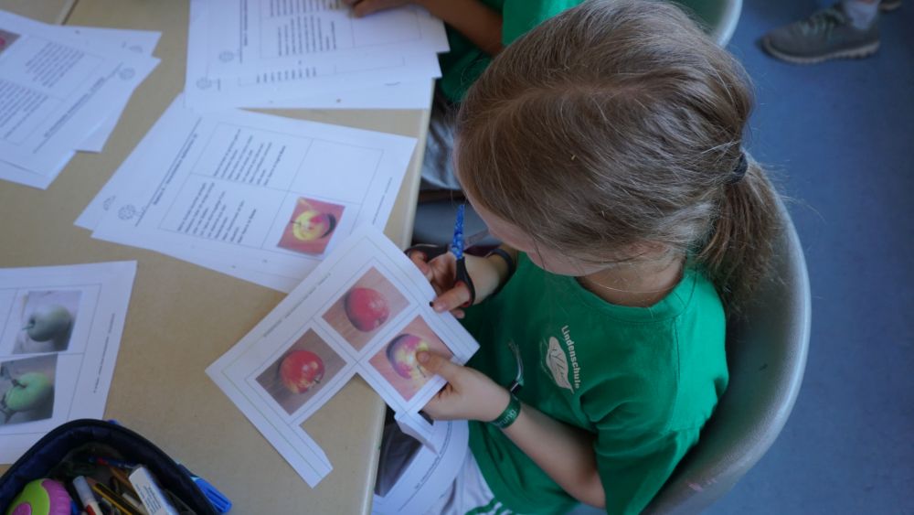 Ein Mädchen schneidet Bilder verschiedener Apfelsorten aus.