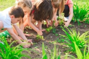 Kinder beim Einsetzen von Pflänzchen in den Boden